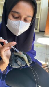 Selamatkan Pembudidaya, Mahasiswa UMM Temukan Solusi Wabah Virus&hellip;